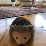 Hedgehog's - Jezeva Kucica Free Parking サラエヴォ
