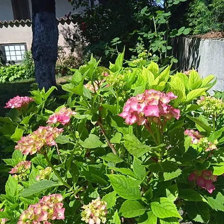 Hedgehog's - Jezeva Kucica Free Parking * Saraievo