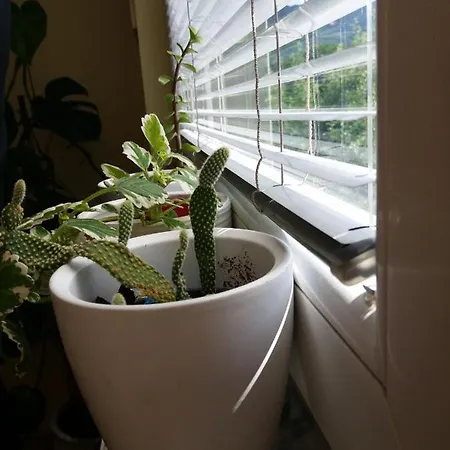 Hedgehog's - Jezeva Kucica Free Parking