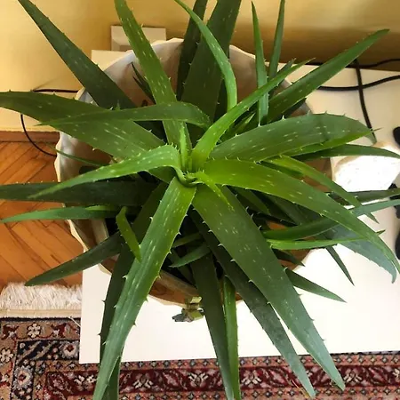 Hedgehog's - Jezeva Kucica Free Parking Apartamento *