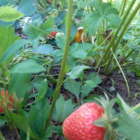 Hedgehog's - Jezeva Kucica Free Parking * Saraievo